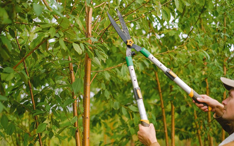 Tree trimming in Satsop, WA